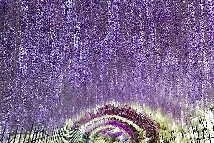 【絕美九州河內紫藤】吉祥寺、唐津城、御船山、柳川扁舟、湯布院、門司6日
