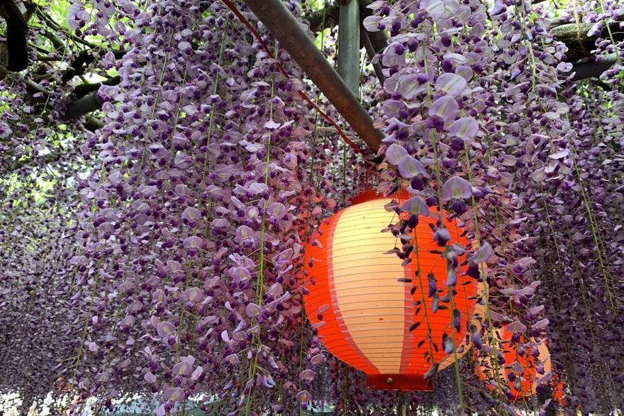 【紫想趣九州】唐津城紫藤、黑木大藤、御船山、柳川扁舟、湯布院、門司6日