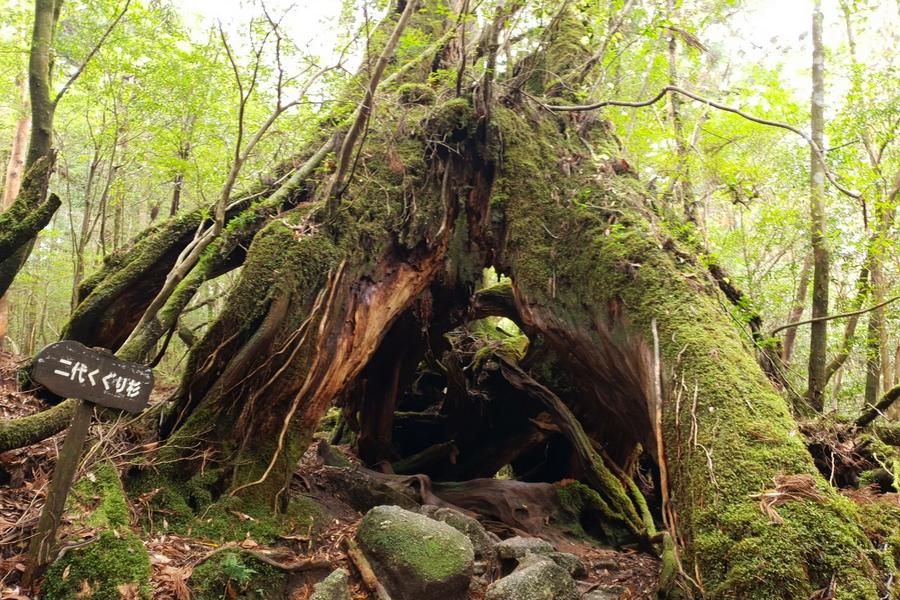 【主題旅遊】屋久島輕健行之旅五日~世界自然遺產、魔法公主森林