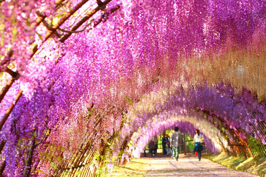 【九州河內絕美紫藤】盞鳴神社、吉祥寺、湯布院、扁舟遊船、唐戶市場5日