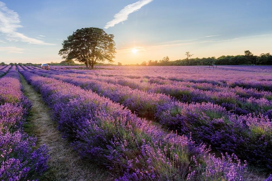 【賺很大】英國梅爾菲德薰衣草、雙遊船、巨石陣、羅馬浴池、倫敦五晚7日