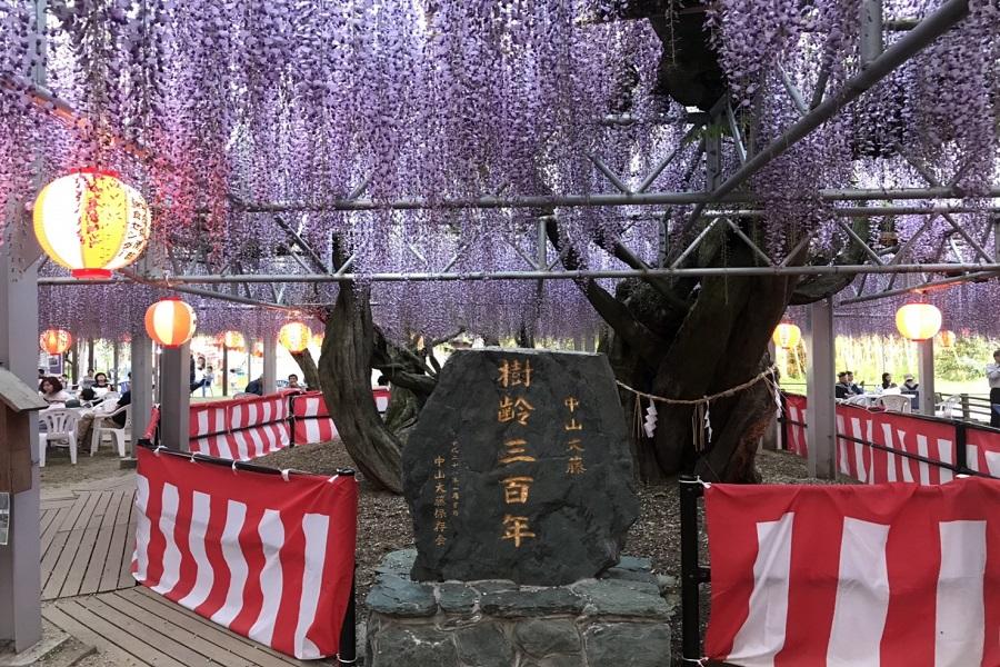【九州紫藤】唐津城紫藤、黑木大藤、吉祥寺、湯布院、唐戶市場、和多屋四日