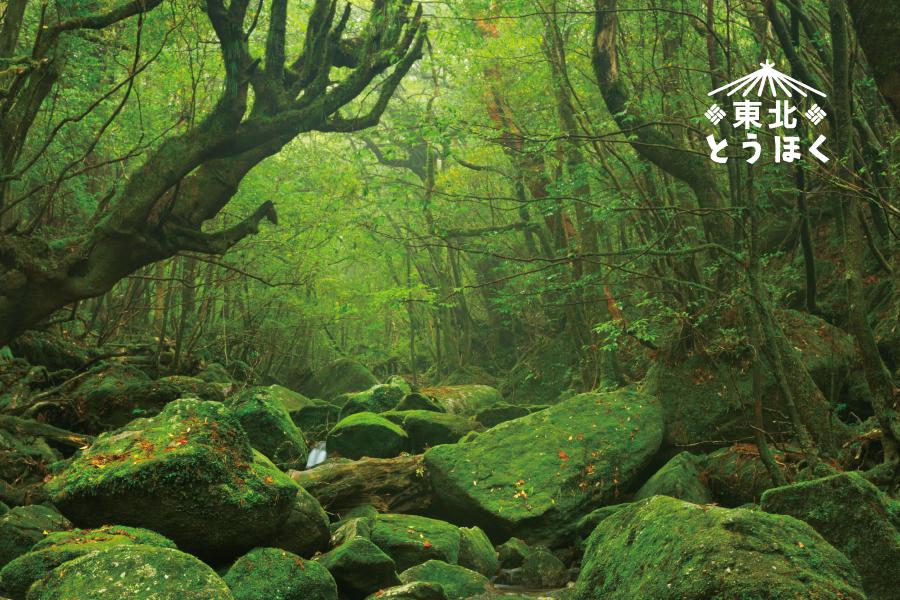 【東北魅力滿點】松島遊船/三陸海岸/奧入瀨溪流5日(仙台/仙台)