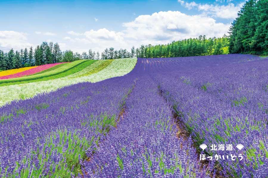 【戀戀北海道】夏薰富良野、函館夜景、海洋尼克斯、小樽余市採水果5日
