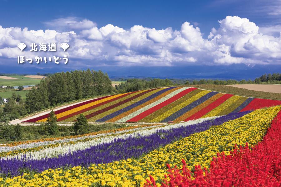 【夏季限定北海道】夏豔富良野/積丹展望船/余市採果/漂流泛舟5日