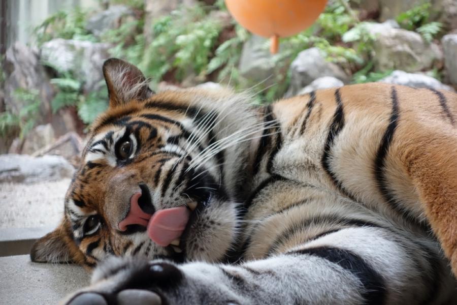 名古屋樂高、DIY點心麵、東山動植物園、伊勢龍蝦料理、嚐果樂５日