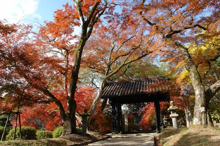 【楓愛九州豪斯登堡】九十九島船、御船山、耶馬溪、灶地獄、湯布院5日