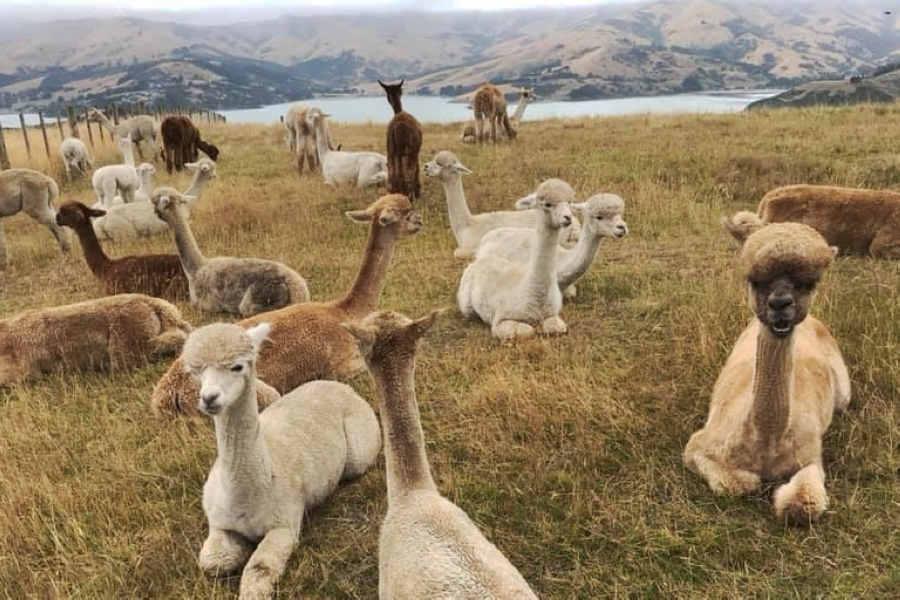 【紐航精選】紐西蘭南北島~魔戒哈比屯、火車、峽灣、法國村、羊駝牧場十日