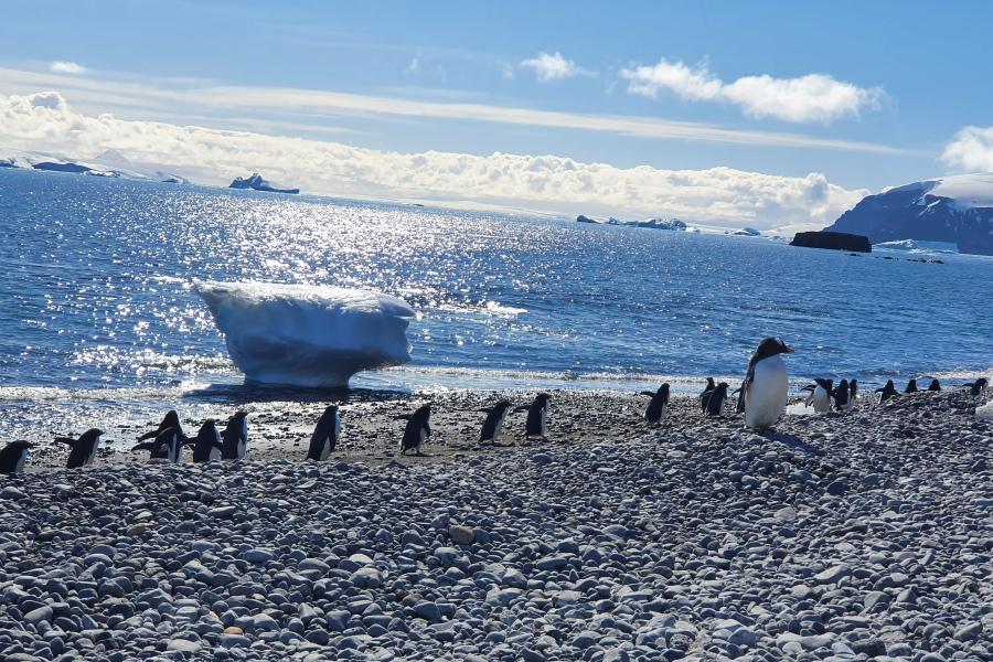 【龐洛郵輪】星輝號~絕美南極登陸特別企劃17天