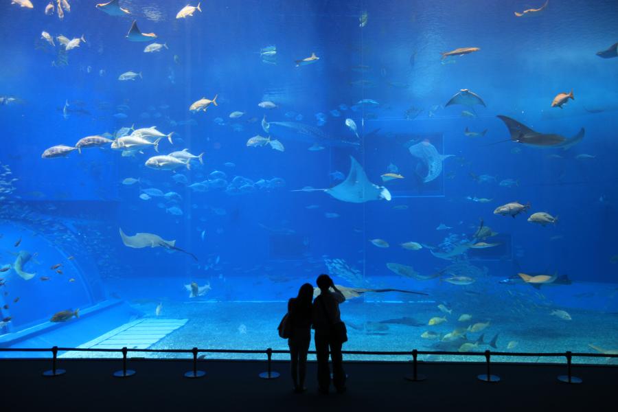 【悠遊沖繩】海洋博水族館、古宇利嘟嘟車、瀨長島4日