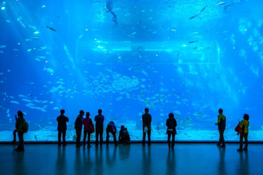 【濟州風情】鐵道自行車、水族館、海水汗蒸幕、贈雙秀、全程市區飯店5日