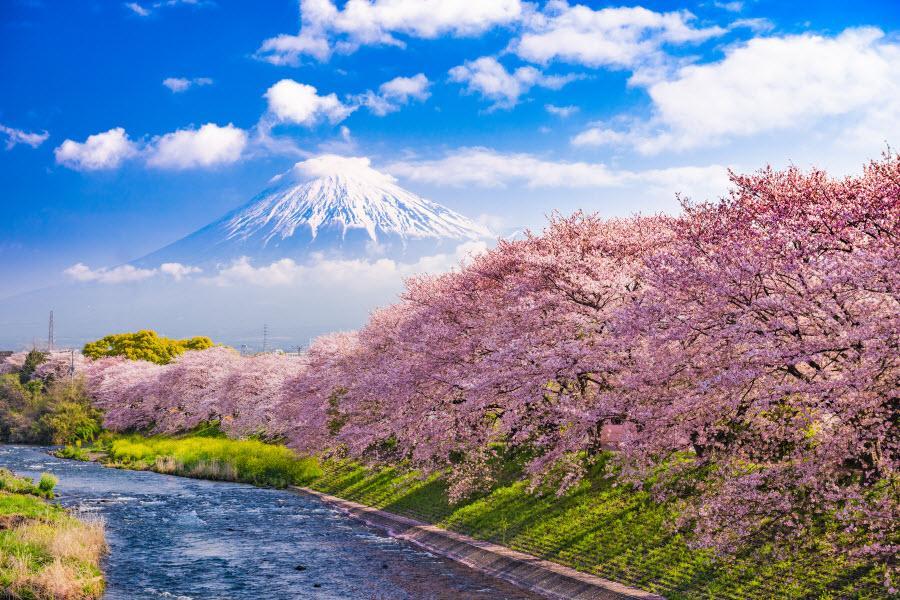 【精選關東】河津櫻花季、橫濱空中纜車、伊豆抹茶山、鎌倉古都東京5日