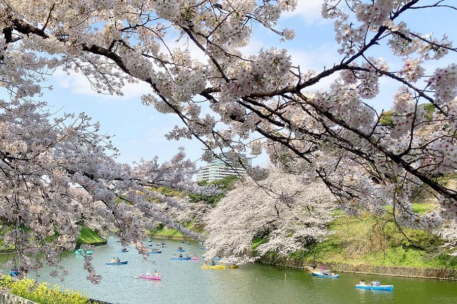 精選｜東京春櫻●保住五星～輕井澤川越．千鳥之淵．合掌村．燒肉雙溫泉5日