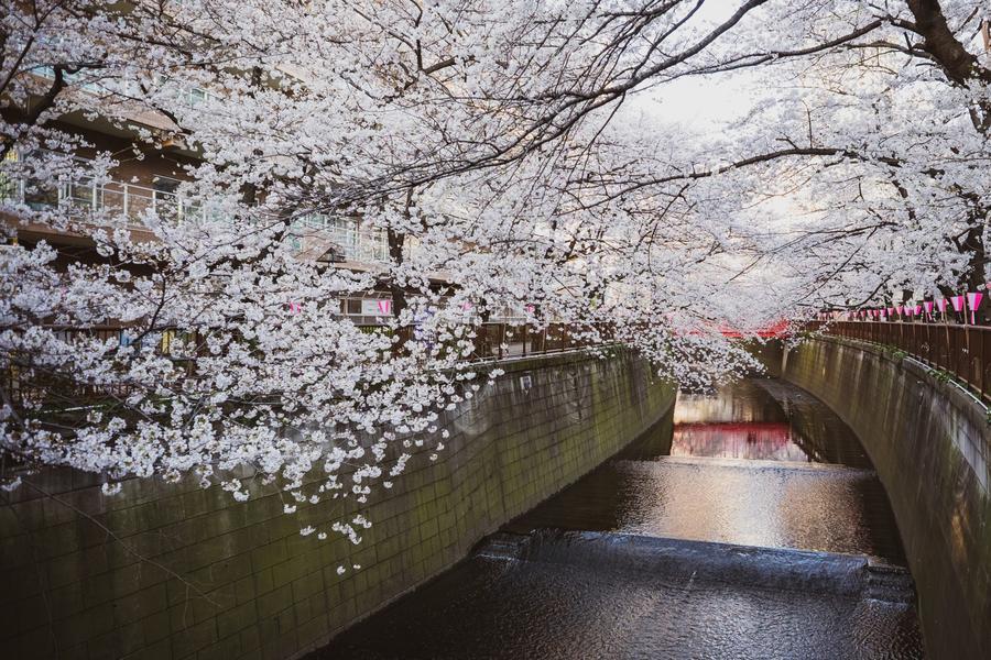 精選｜東京五星賞櫻～目黑川隧道．小田原城．敘敘苑燒肉．MOA美術館5日