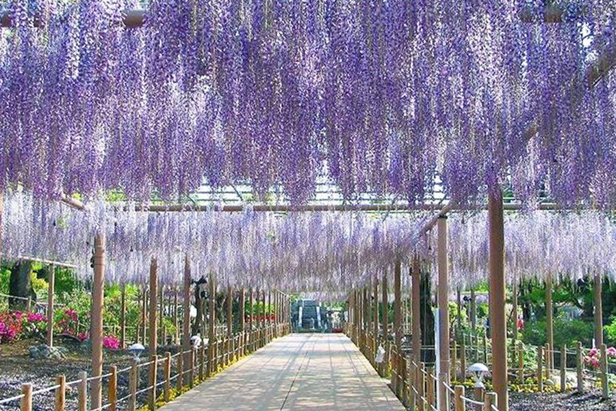 【精選北陸】立山黑部雪牆絕景、礪波鬱金香、高遠城賞櫻、紫藤花見溫泉5日