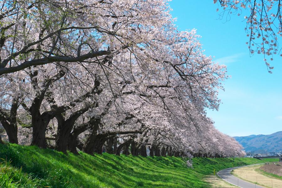 【典藏北陸】櫻花百選、足羽川堤、丸岡城、松川、名古屋城、雙溫泉美饌5日