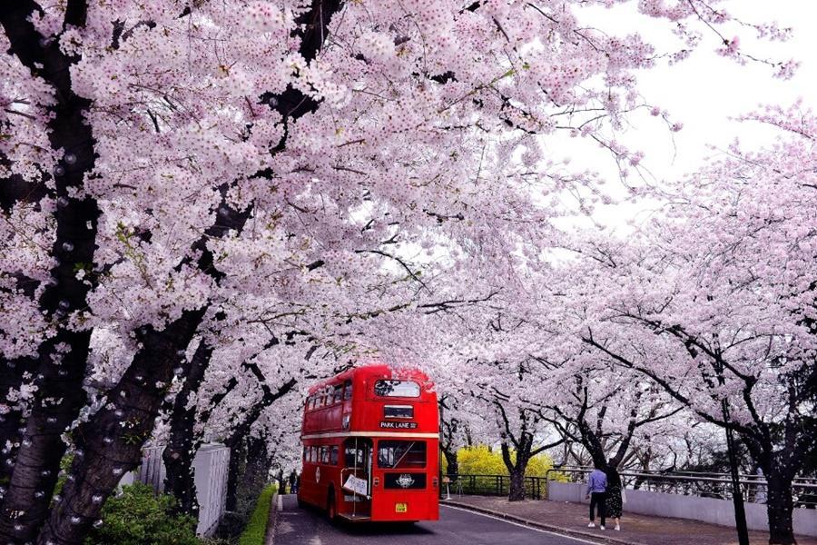 【鎮海櫻紛飛】大邱樂園星光夜櫻、峨洋橋櫻花路、跑跑卡丁車、美食饗宴5日