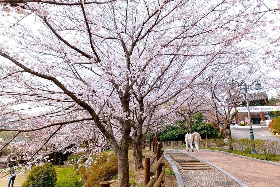 【花舞櫻花戀】蔚山仙岩湖、余佐川羅曼史、海濱列車.不進人蔘保肝5日