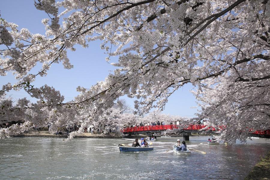 【精選東北青森包機】函館夜景、弘前櫻花、新幹線、洞爺湖小樽5日(青千)