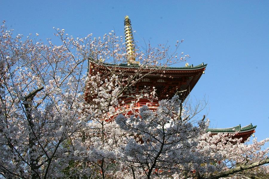 限時限量｜東京春櫻名所～上野公園．小田原城．蘆之湖海盜船．隅田公園5日