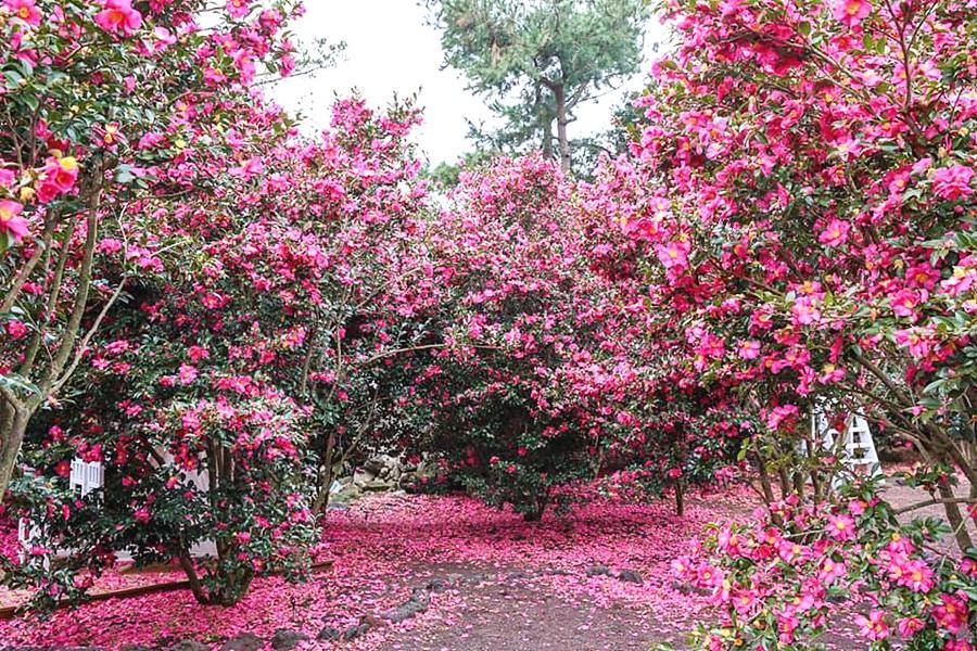 【不進保肝】濟州採果樂、山茶花海、史努比庭園、城山日出峰、汗蒸幕5日