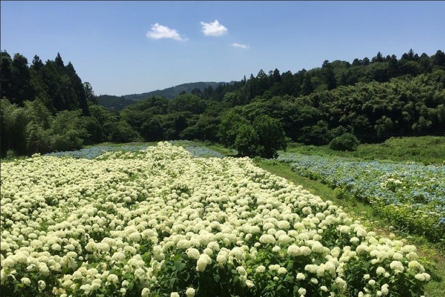 【限時限量】陸奧繡球花、季節採果、奧入瀨溪、立石寺銀山、東北初夏花5日