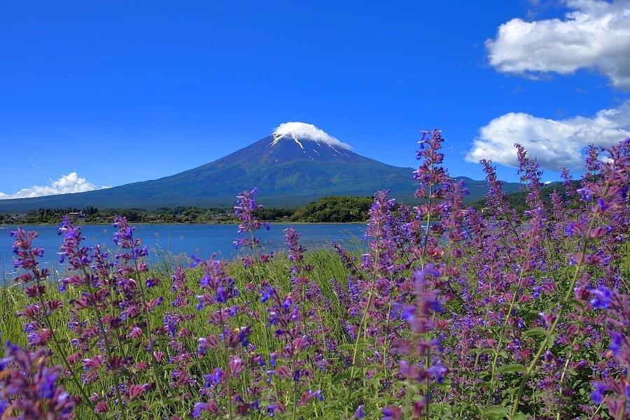 限時限量｜東京迪士尼～富士溫泉．大石公園花海．御殿場購物．螃蟹和牛5日