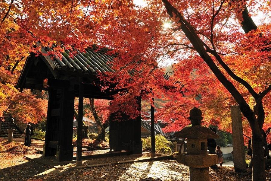 【秋愛楓九州】秋月城跡、環境藝術之森、高千穗峽、御船山、柳川扁舟5日