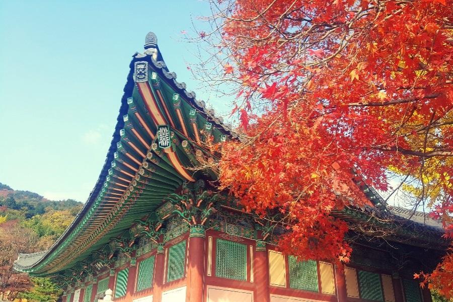 【不進人蔘保肝】釜山楓紅輕旅行~梵魚寺.金井山城纜車賞楓、水族館5日