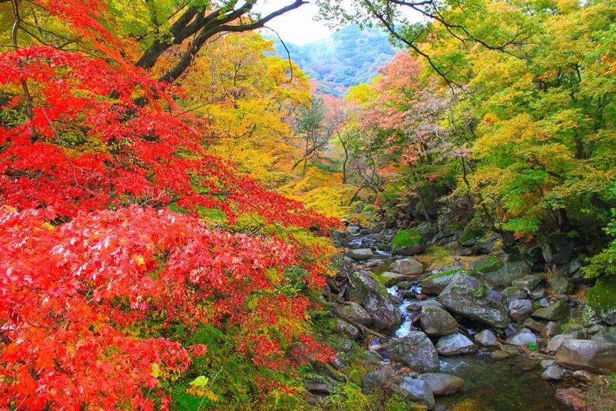 【楓遊釜慶邱】絕美伽耶山紅流洞溪谷、跑跑卡丁車、沉浸式藝術光影5日