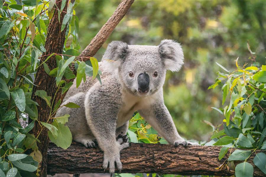 【祥龍迎春】東澳全覽9天~無尾熊抱抱、華納世界、蒸氣火車、雙塔雙夜遊
