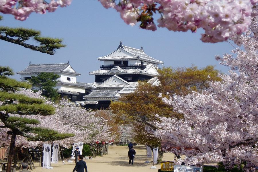 【精選中四國】春光櫻爛漫‧百選名所‧草莓遊船‧倉敷大洲‧愛媛花現花6日