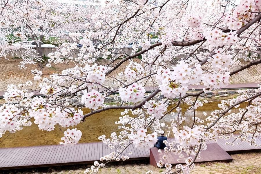 【鎮海賞櫻】蔚山仙岩湖、余佐川羅曼史、海雲台海濱列車.長腳蟹美食5日