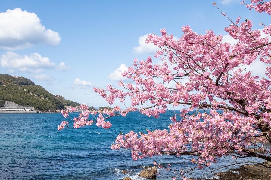 【花現九州河津櫻】四浦半島、海濱花公園、湯布院、高千穗峽、柳川扁舟5日