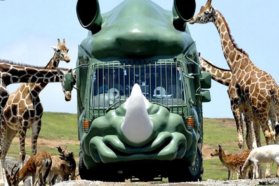 【典藏九州親子遊】萌熊旅人電車、叢林動物巴士、與可愛海洋動物面對面5日