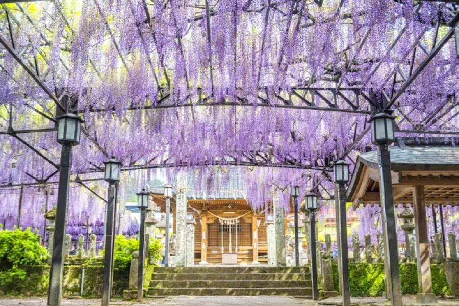 【九州紫藤】黑木大藤、中山熊野神社、久住花園、浴衣體驗、屋形船晚宴5日