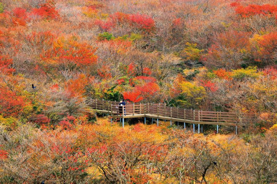 【玩楓濟州】漢拏山楓情、萌可愛羊駝、繽紛瑞士村、海景咖啡、山君不離5日