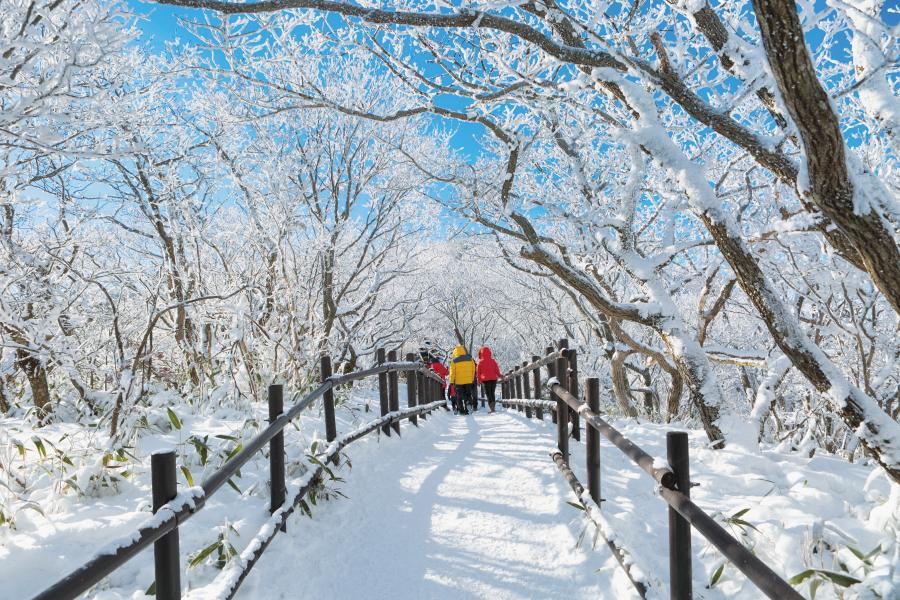 【玩瘋濟州】漢拏山楓情、萌可愛羊駝、繽紛瑞士村、海景咖啡、山君不離5日