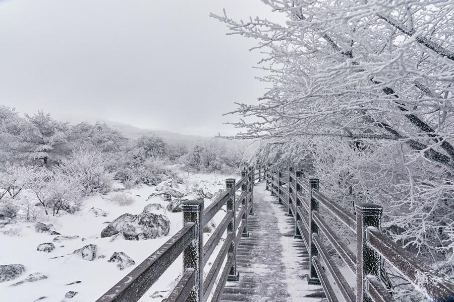 【玩瘋濟州】漢拏山風情、萌可愛羊駝、繽紛瑞士村、海景咖啡、山君不離5日