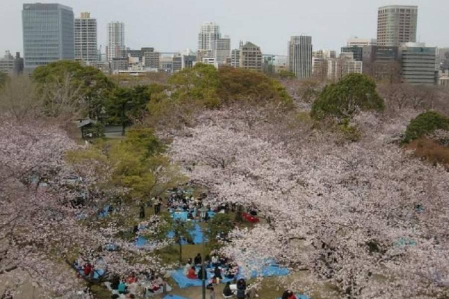 【賞櫻精選九州】舞鶴公園、熊本城、宇佐神宮、百選櫻5日遊