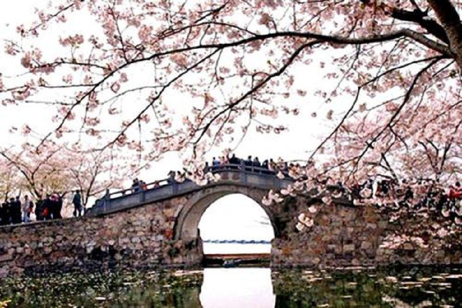 【江南春˙賞聽花語】黿頭渚櫻花季、千島垛田油菜花、周庄水鄉、拈花灣5日