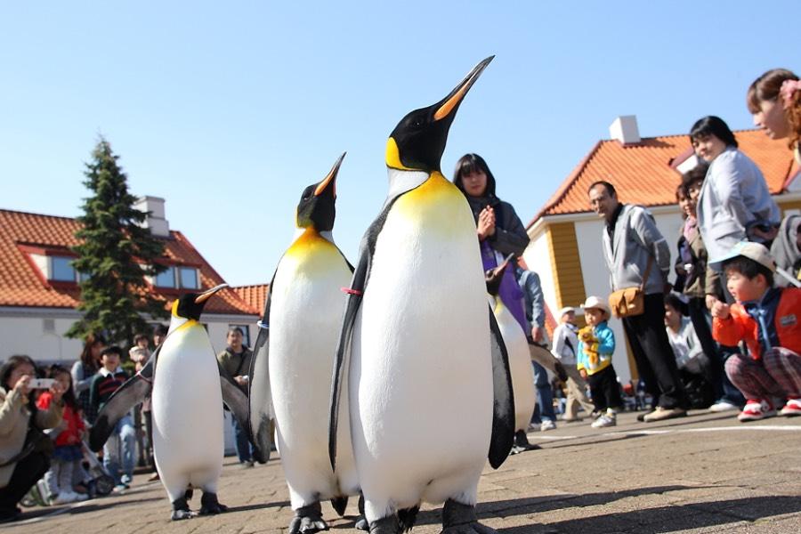 【限時限量北海道】円山動物園、企鵝遊行、小樽散策、熊牧場、螃蟹溫泉五日