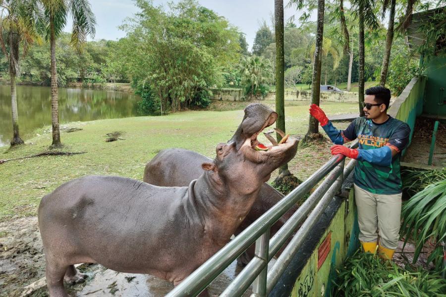 限定馬來西亞 大紅花、娘惹服遊古城、野生動物園、米其林美食5日