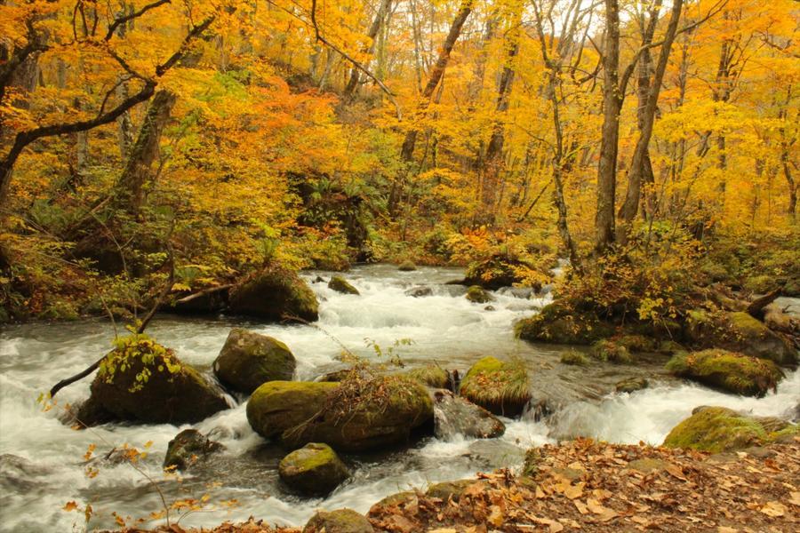 【典藏東北】保住星野集團、紅葉名所、奧入瀨溪、十和田湖、遊船溫泉楓5日
