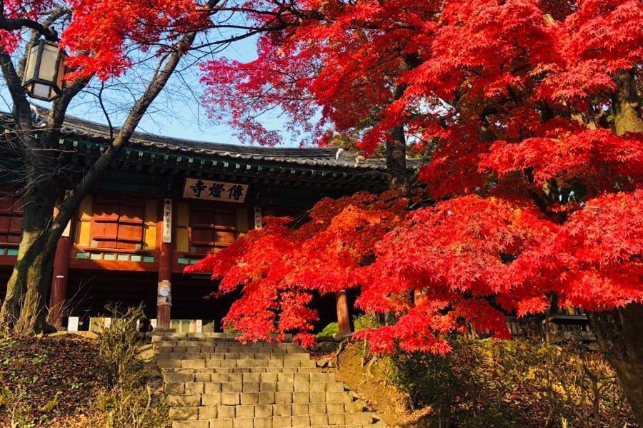 【楓遊韓國】一晚五星、晨靜樹木園、千年銀杏龍門寺、跑跑卡丁車、明洞5日