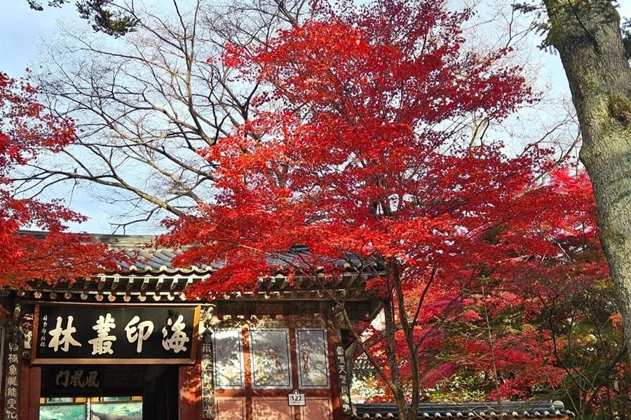 【楓在釜慶】伽倻山海印寺、佛國寺、道東書院、天空艙列車、粉黛亂子草5日