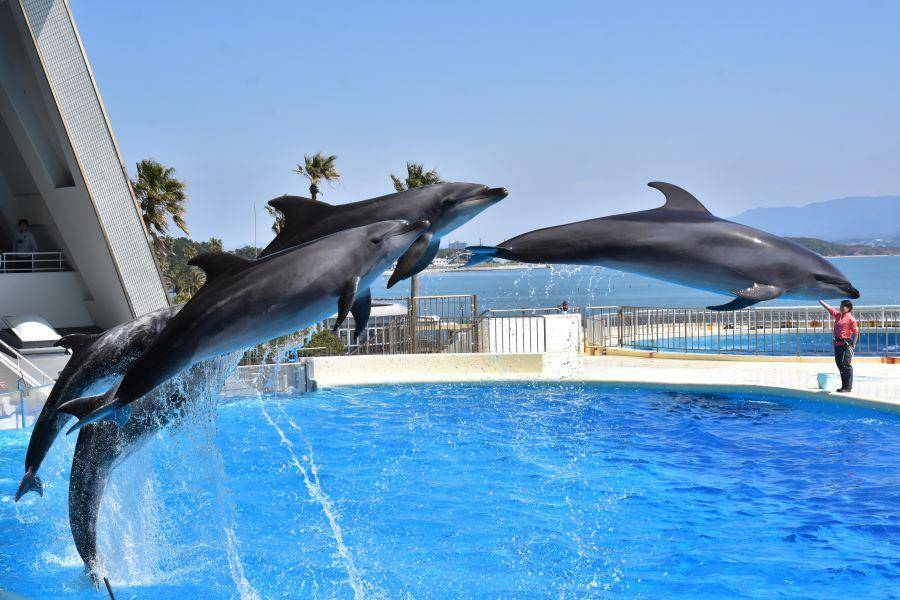 限時限量親子遊九州5日●神話高千穗 、動物園水族館 、溫泉品蟹