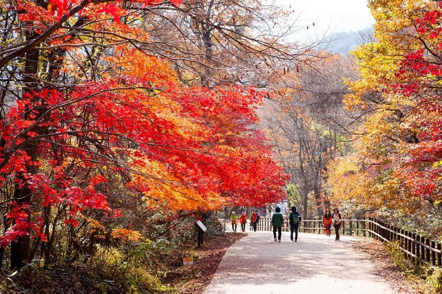 釜山賞楓遊~紅流洞溪谷.道東書院.粉黛子草.海濱膠囊列車.白淺灘5日