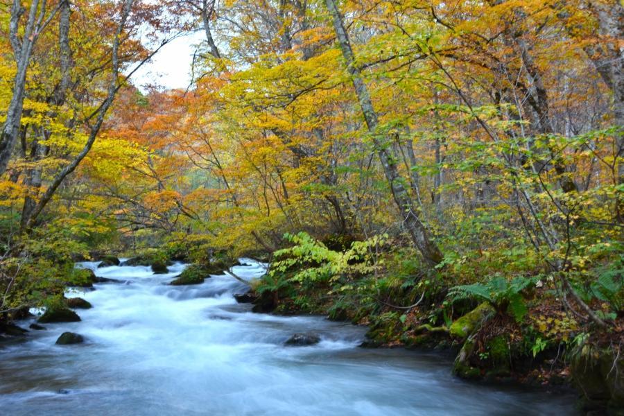 【青森秋詠】嚴美溪、奧入瀨溪、新幹線、十和田湖、松島、採果、大內宿5日