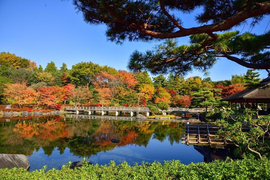 【伊豆秋微醺】紅葉祭、橫濱纜車、修善寺街、大室山吊纜、吃螃蟹、溫泉5日